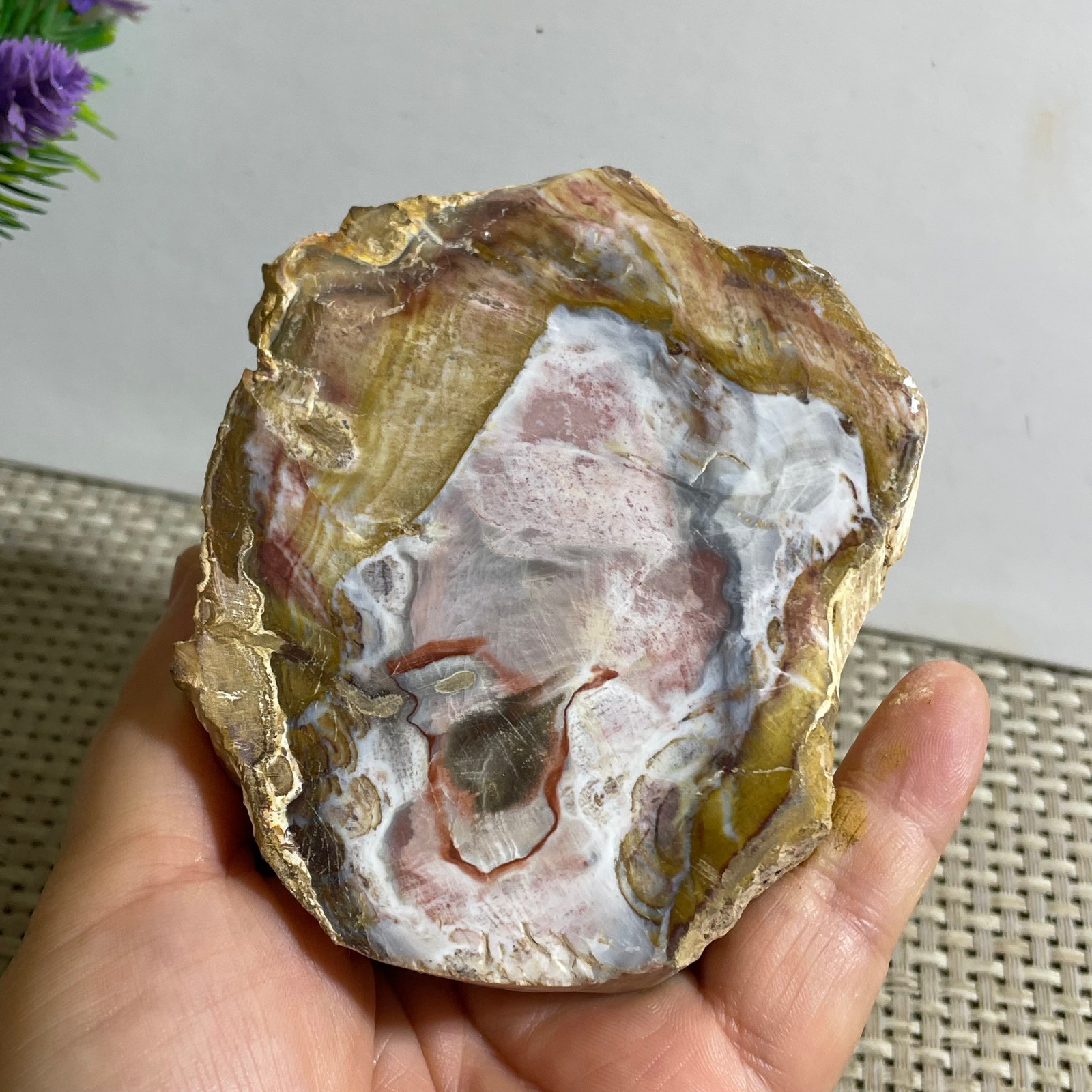 Natural Polished Petrified Wood Crystal Slice Madagascar 302g