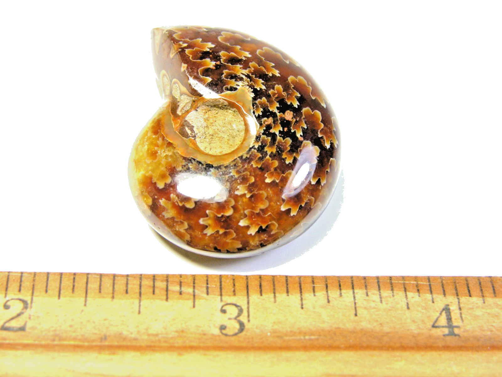 Ammonite fossil polished 1 1/2″ + showing suture lines Madagascar ms21