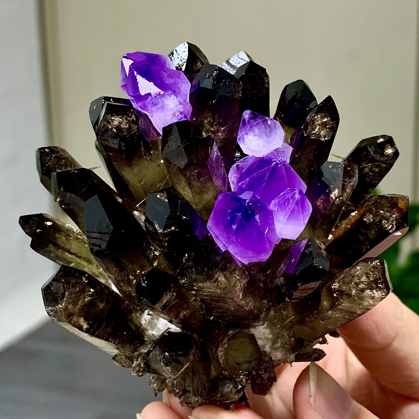290G New Find black+purple Phantom Quartz Crystal Cluster Mineral Specimen