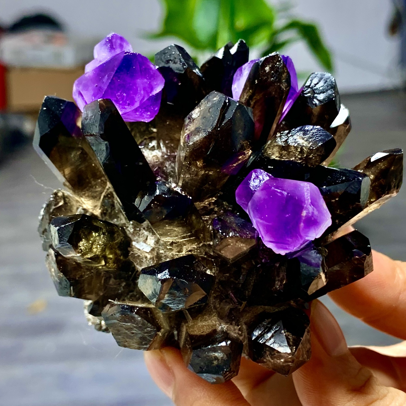 320G New Find black+purple Phantom Quartz Crystal Cluster Mineral Specimen