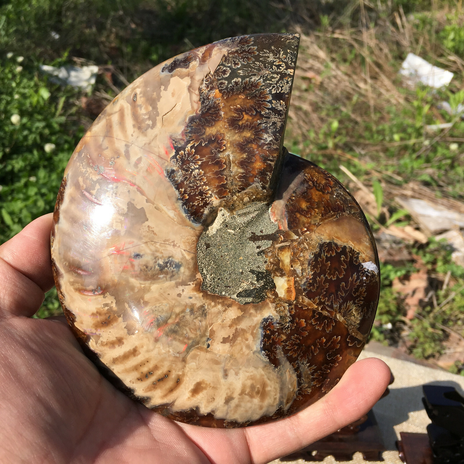 A Pair of Natural Ammonite Fossil Conch Crystal Specimen Healing+stand 2PC