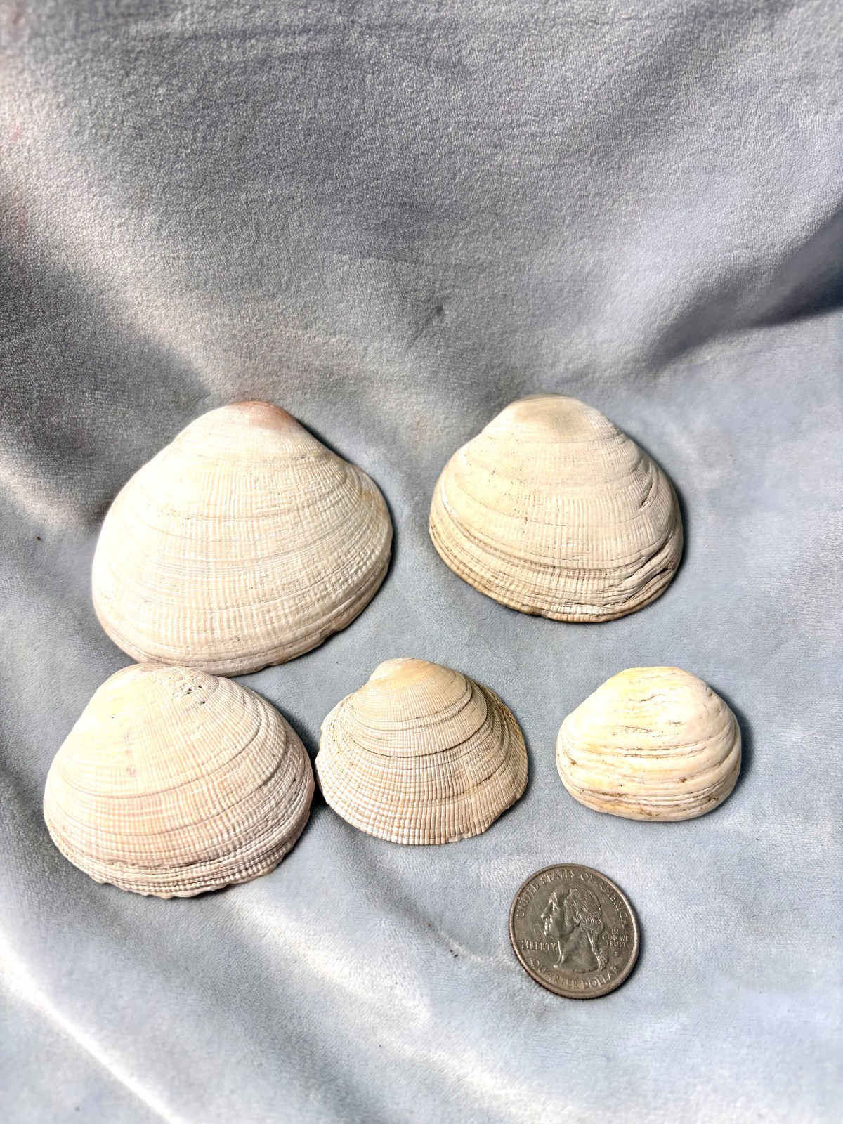 California Beach Shell Lot, Stackable Sea shells BBC
