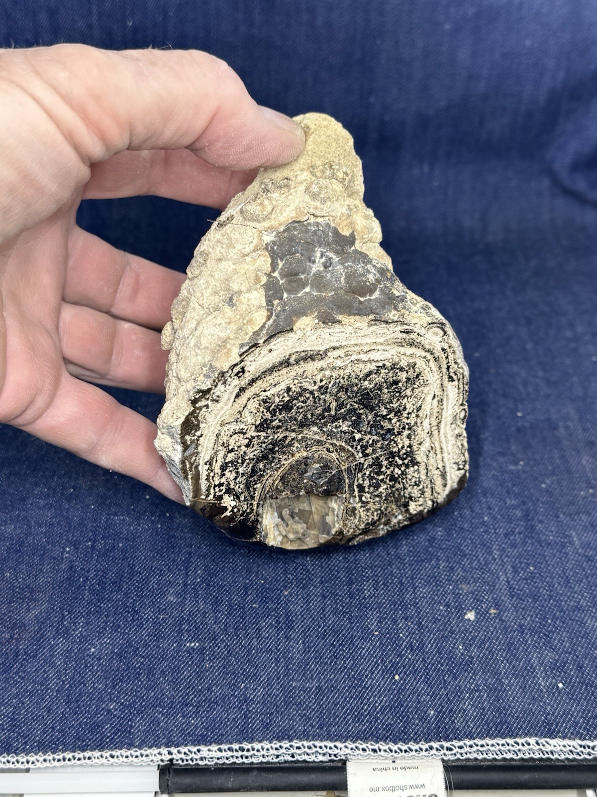 Blue Forest Petrified Wood Stand Up Display Piece ( Wyoming) 2 Lbs