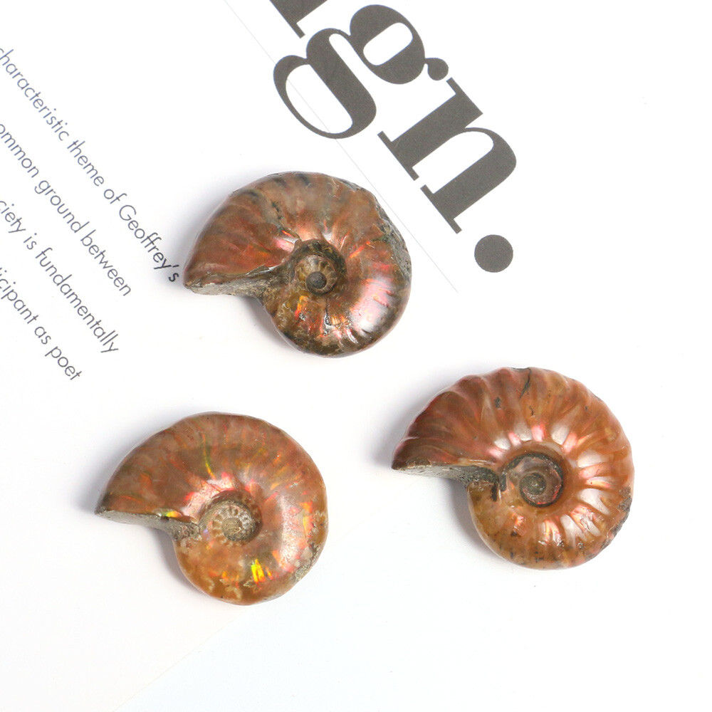 1pc 100% Natural Nautilus Ammonite Fossil Specimen Shell Healing Madagascar