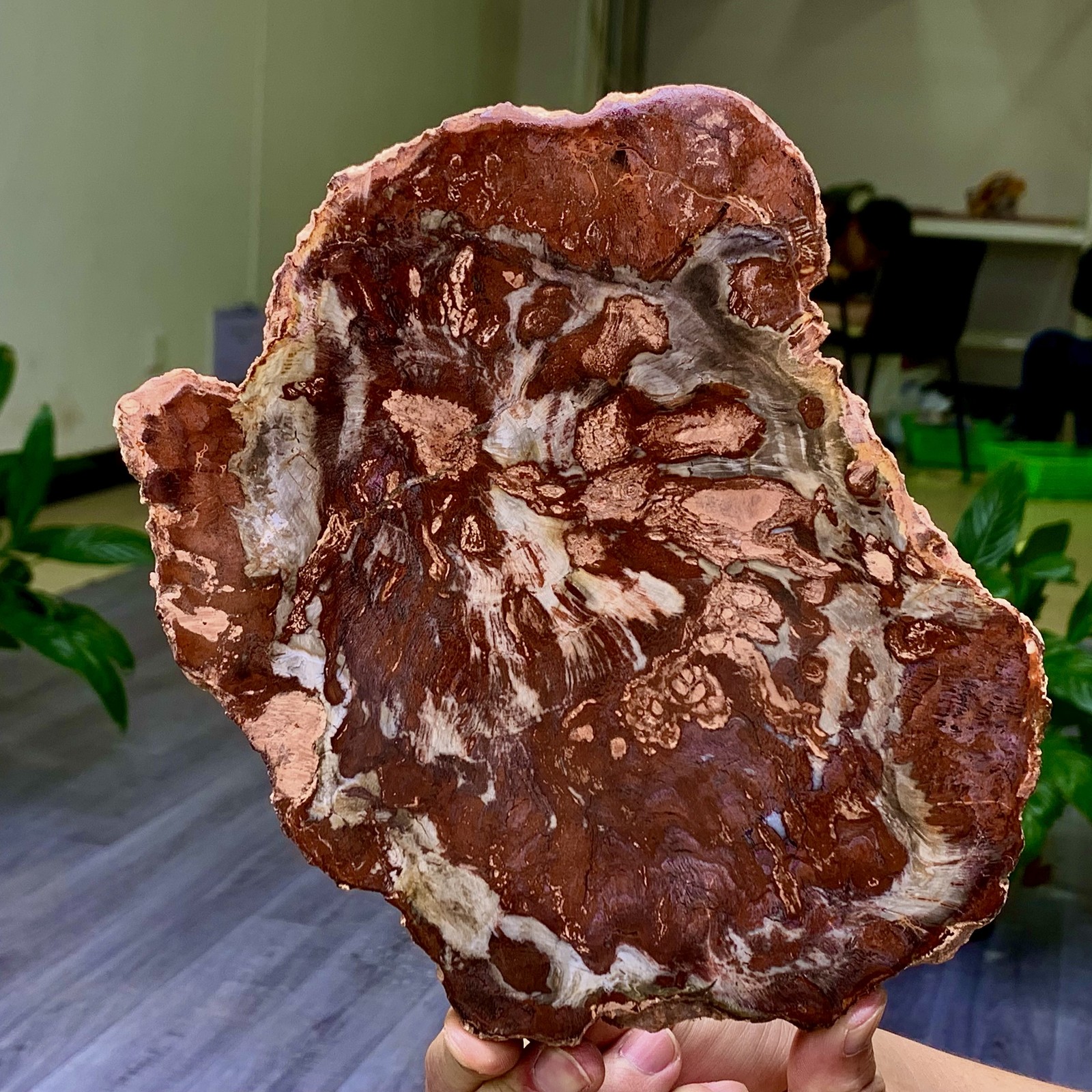 2.13LB Natural Petrified Wood Crystal Fossil Slice Shape Specimen Healing