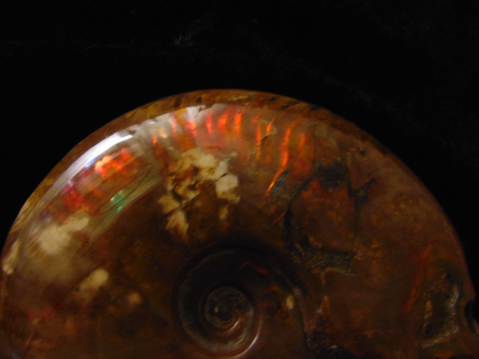 Carved Skull Ammonite from Skullis