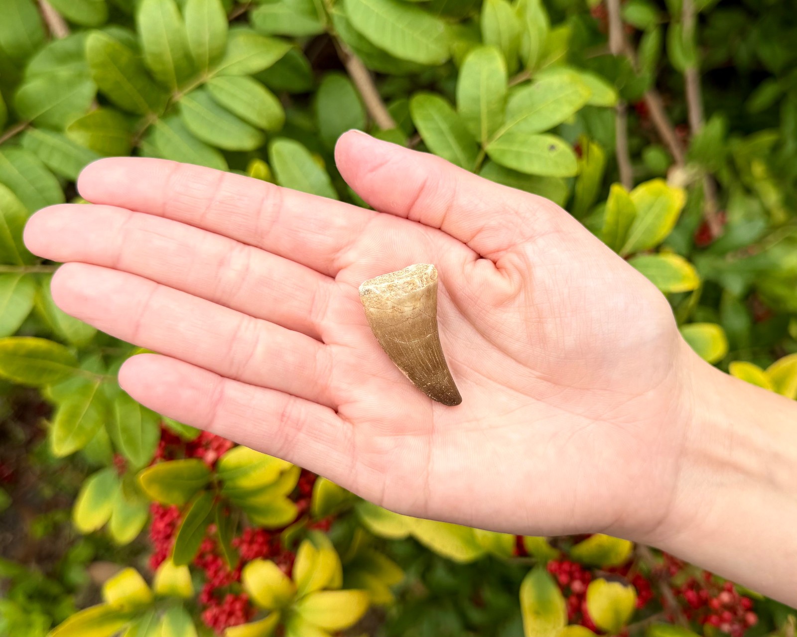 LARGE Mosasaur Tooth Fossils, Natural Fossilized Teeth – Choose How Many
