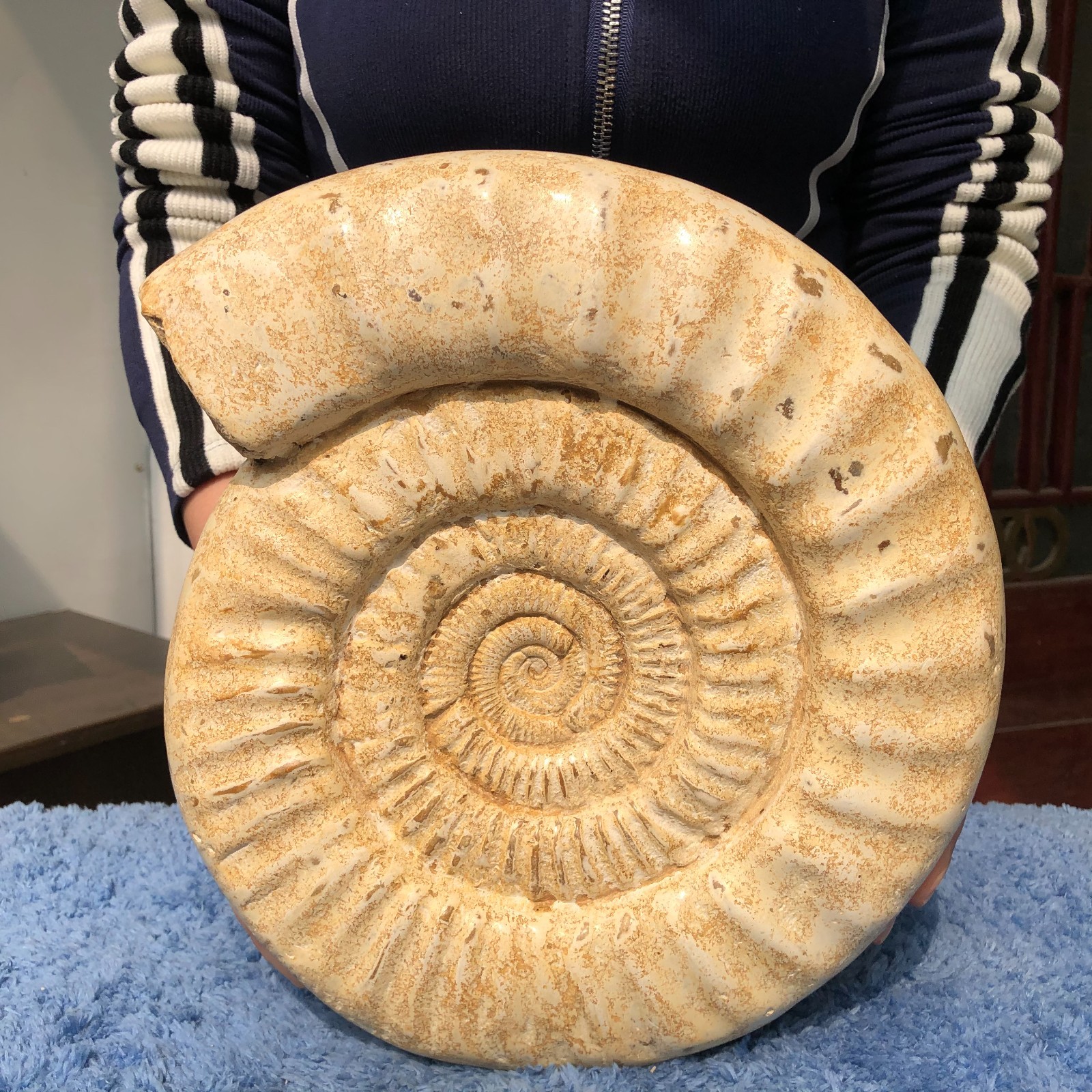 17.3LB Whole natural ammonite fossil conch crystal specimen Healing