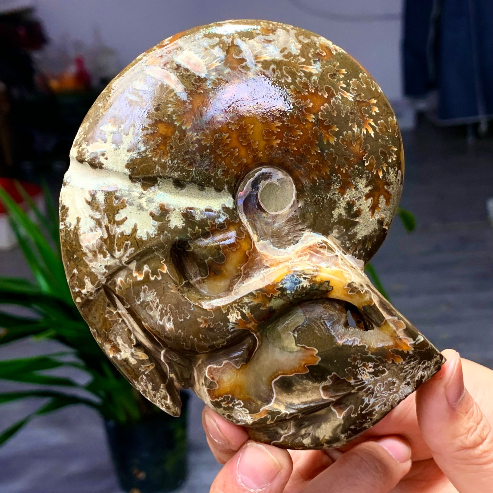 364G Rare! Natural Tentacle Ammonite Fossil Shell Healing Madagascar