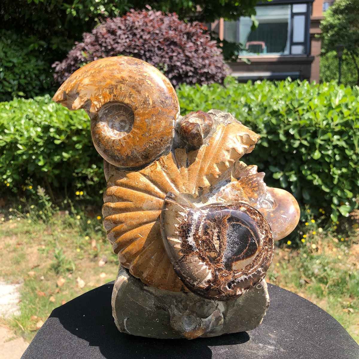 11.08LB Natural Large Beautiful Ammonite Fossil Conch Crystal Specimen Healing