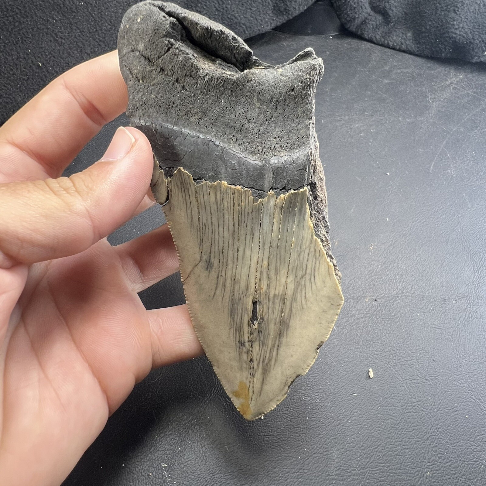 Megalodon Shark Tooth Fossil  North Carolina Coast Megaladon Megladon Meglodon