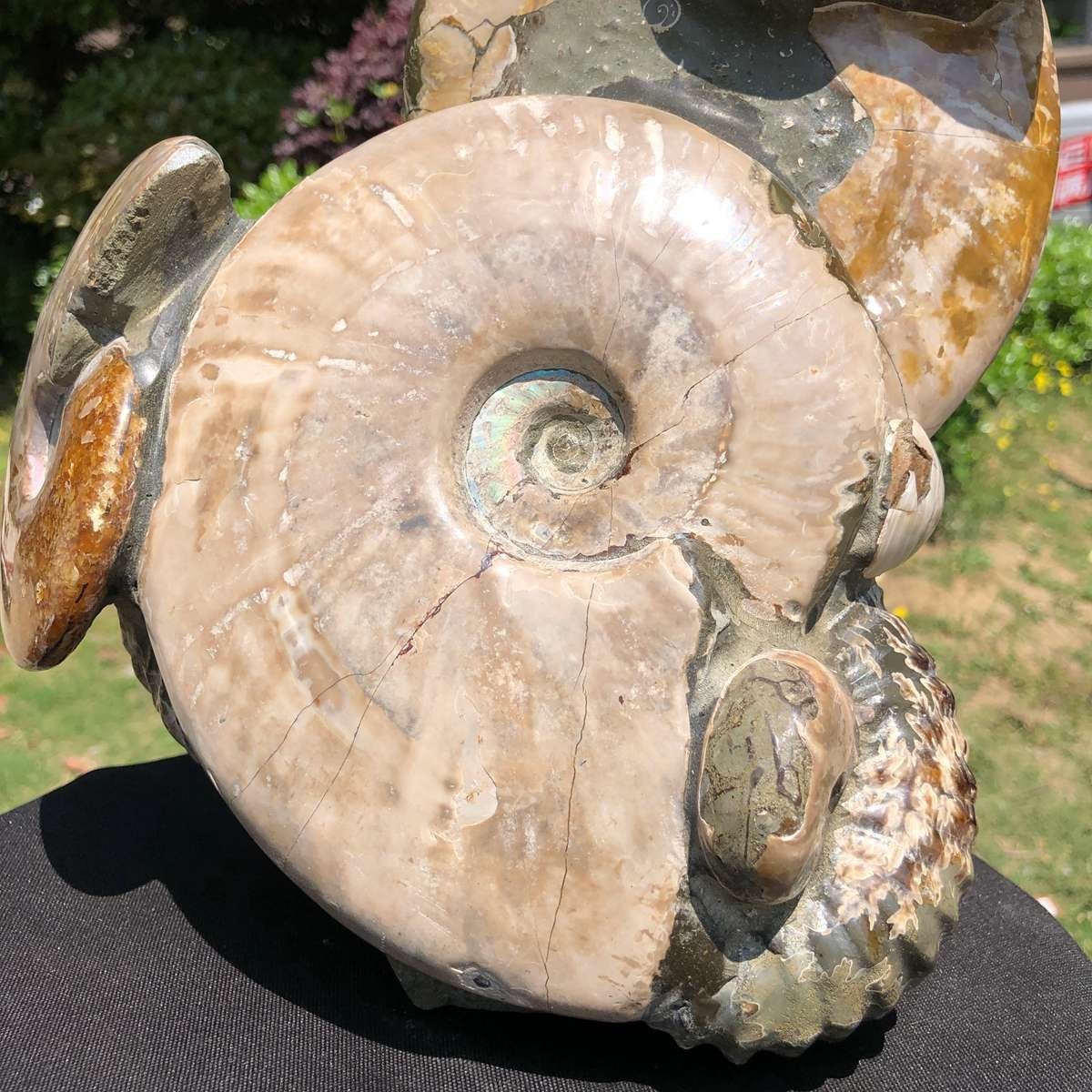 14.71LB Rarem Natural Tentacle Ammonite Fossil Specimen Shell Healing Madagas