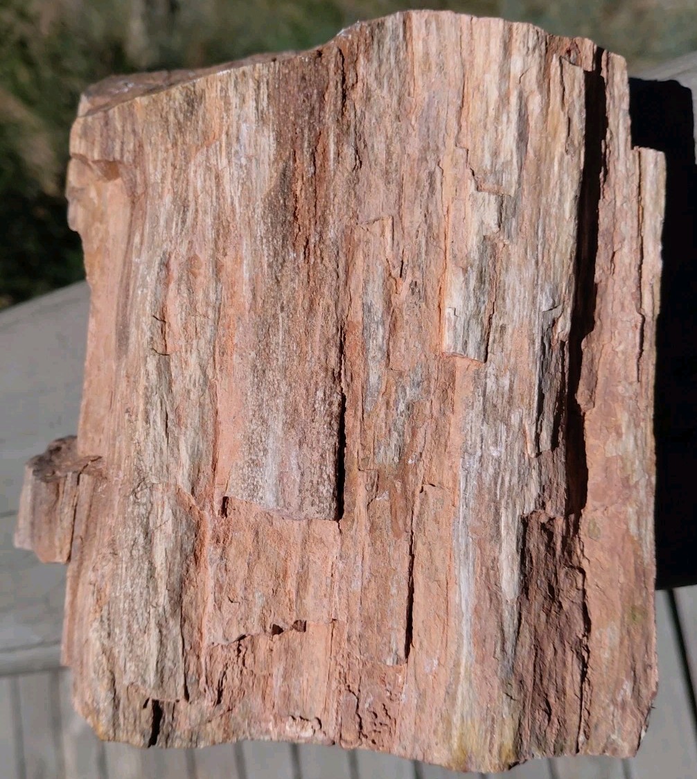 Petrified Wood Trunk/Stump Quartz Replaced Bark 5 1/4Lb Grain Henry Mountains UT