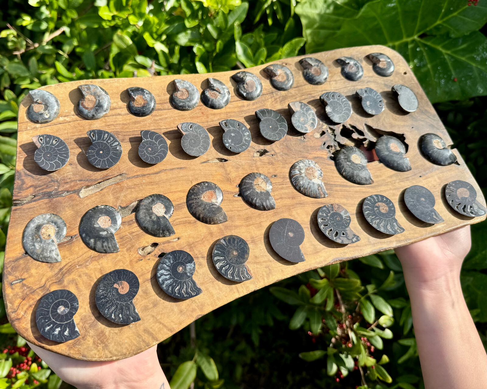 Black Ammonite Fossil Pairs From Madagascar (Natural Opalized Ammonite Pairs)