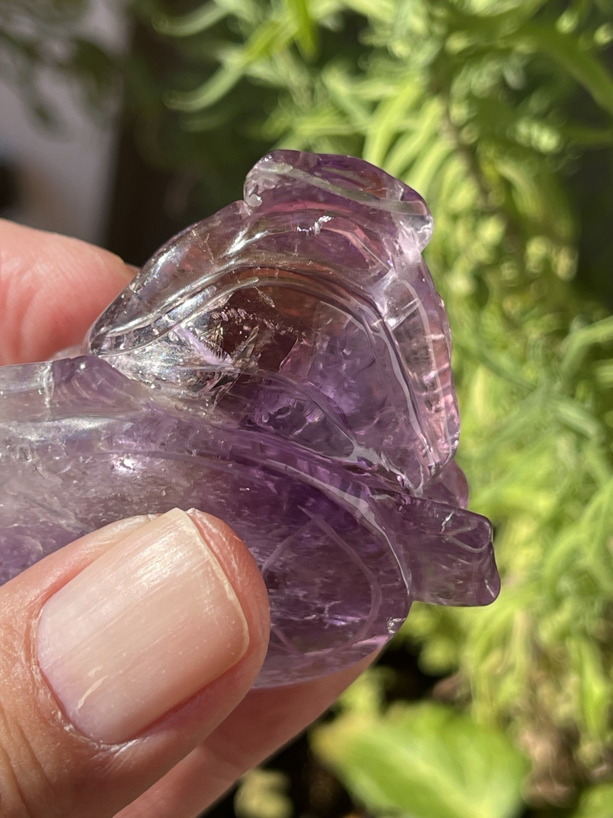 Ametrine Money Toad