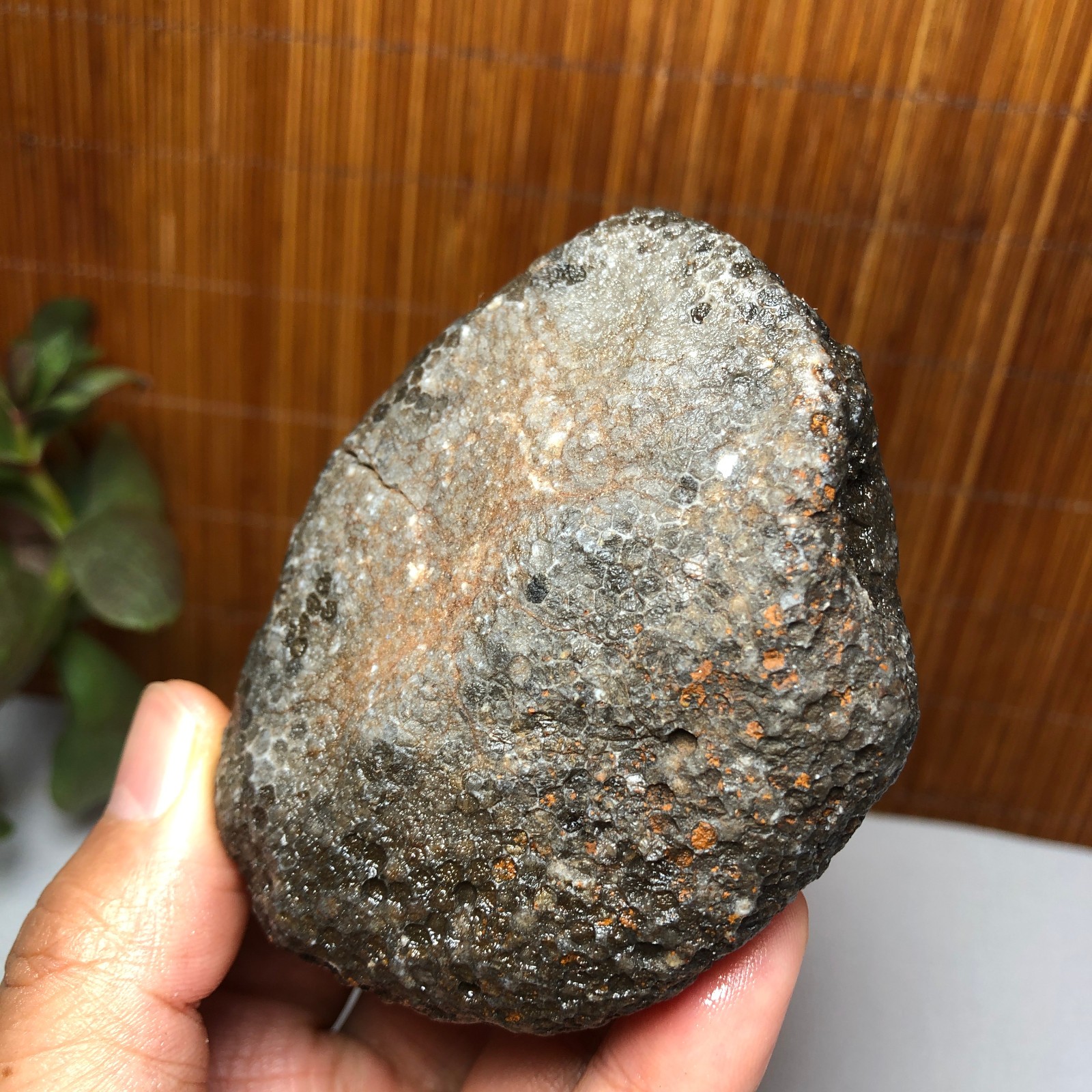 73mm Rare Rugose Coral Slab original Actinocyathus Morocco 291g AA9419