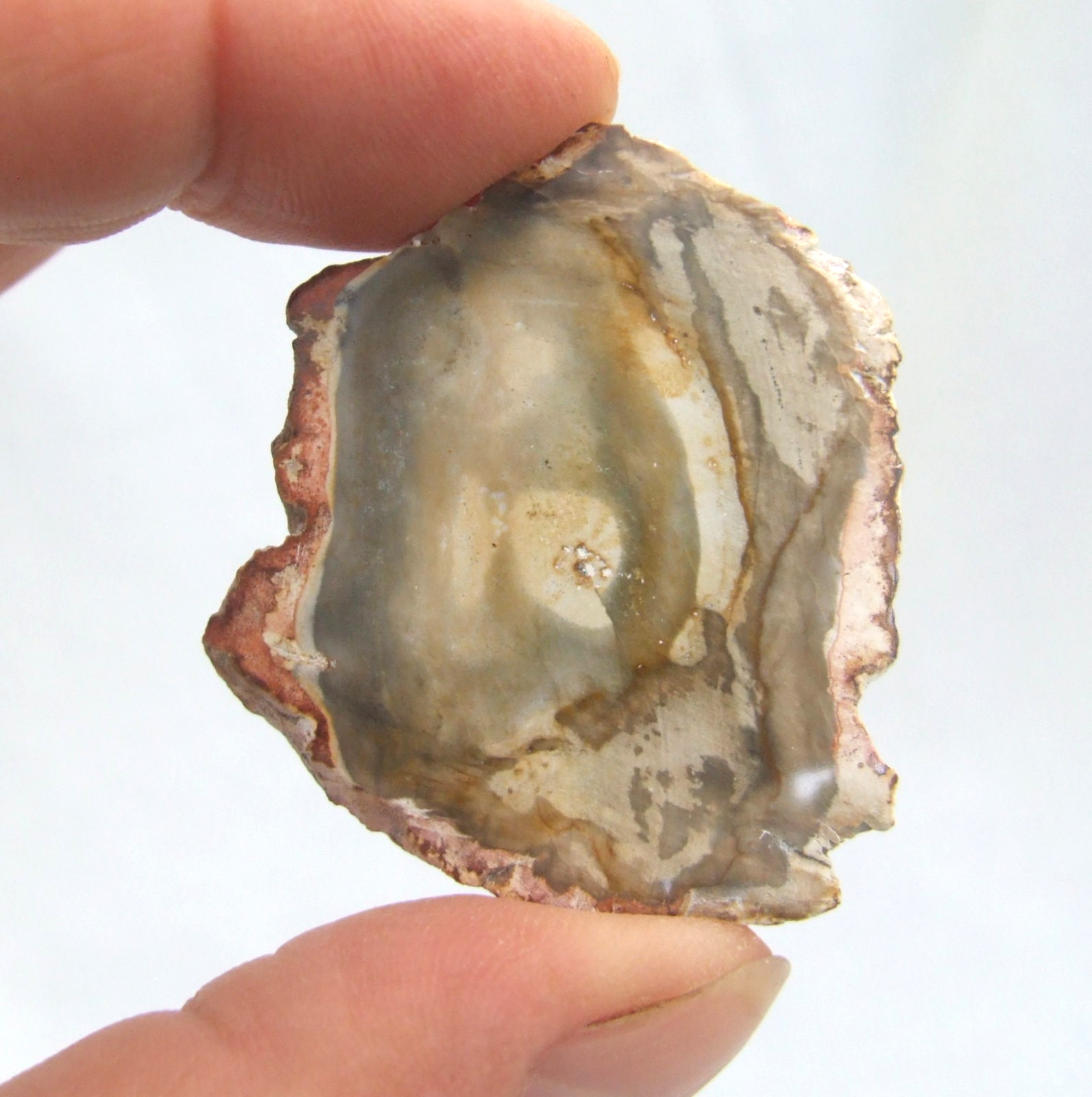 Fossil Petrified Wood Slice Madagascar Polished 4cm x 3.5cm 12g