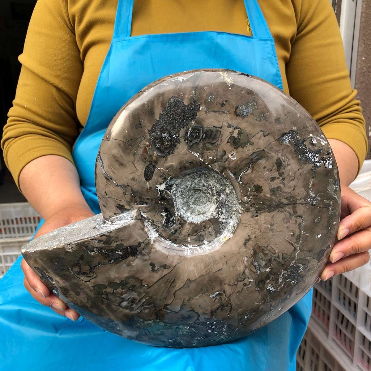10.75LB Natural Beautiful Ammonite Fossil Conch Crystal Specimen Healing 4593