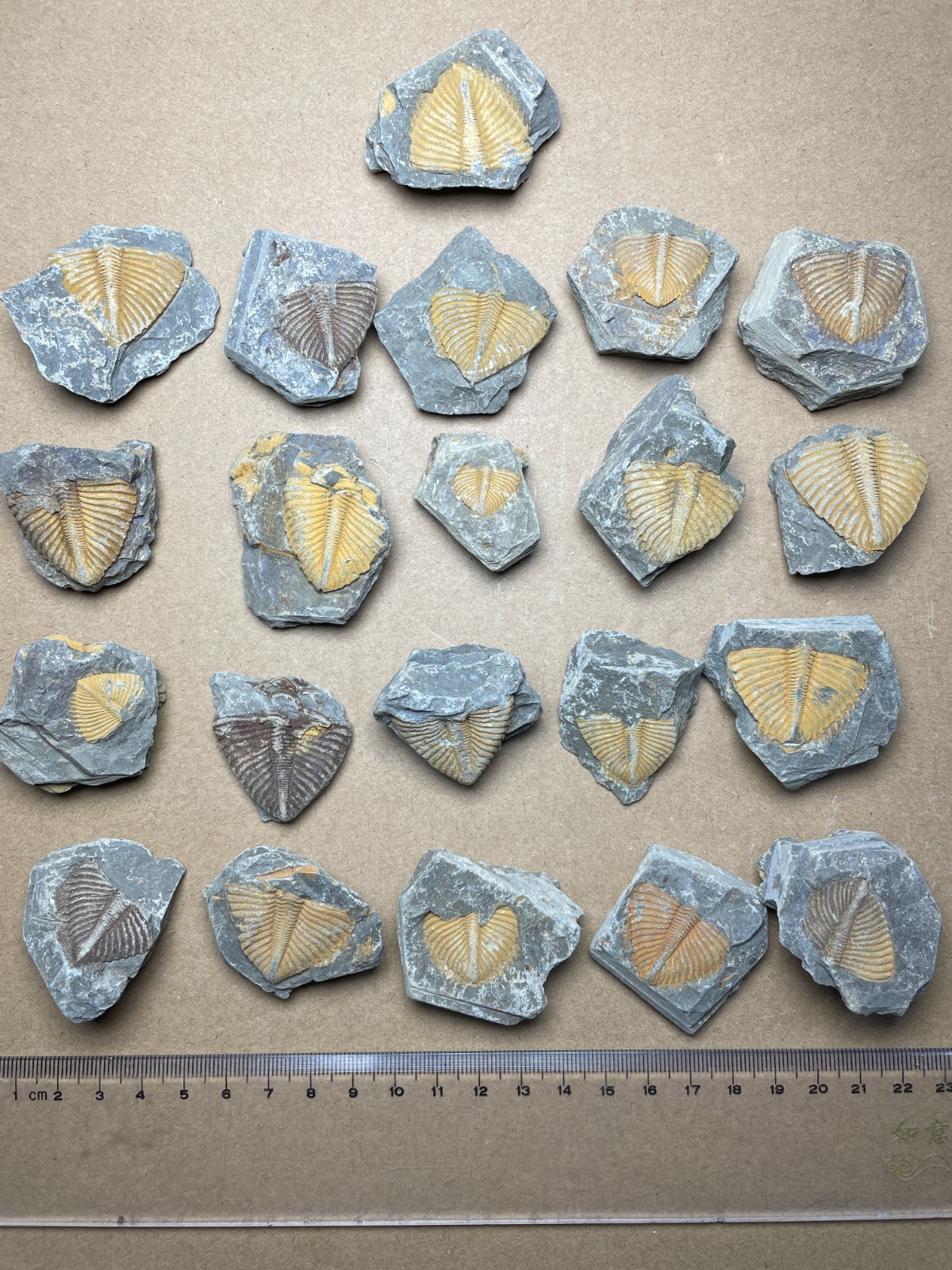 21 pieces Hunan China Trilobite Landscape stone