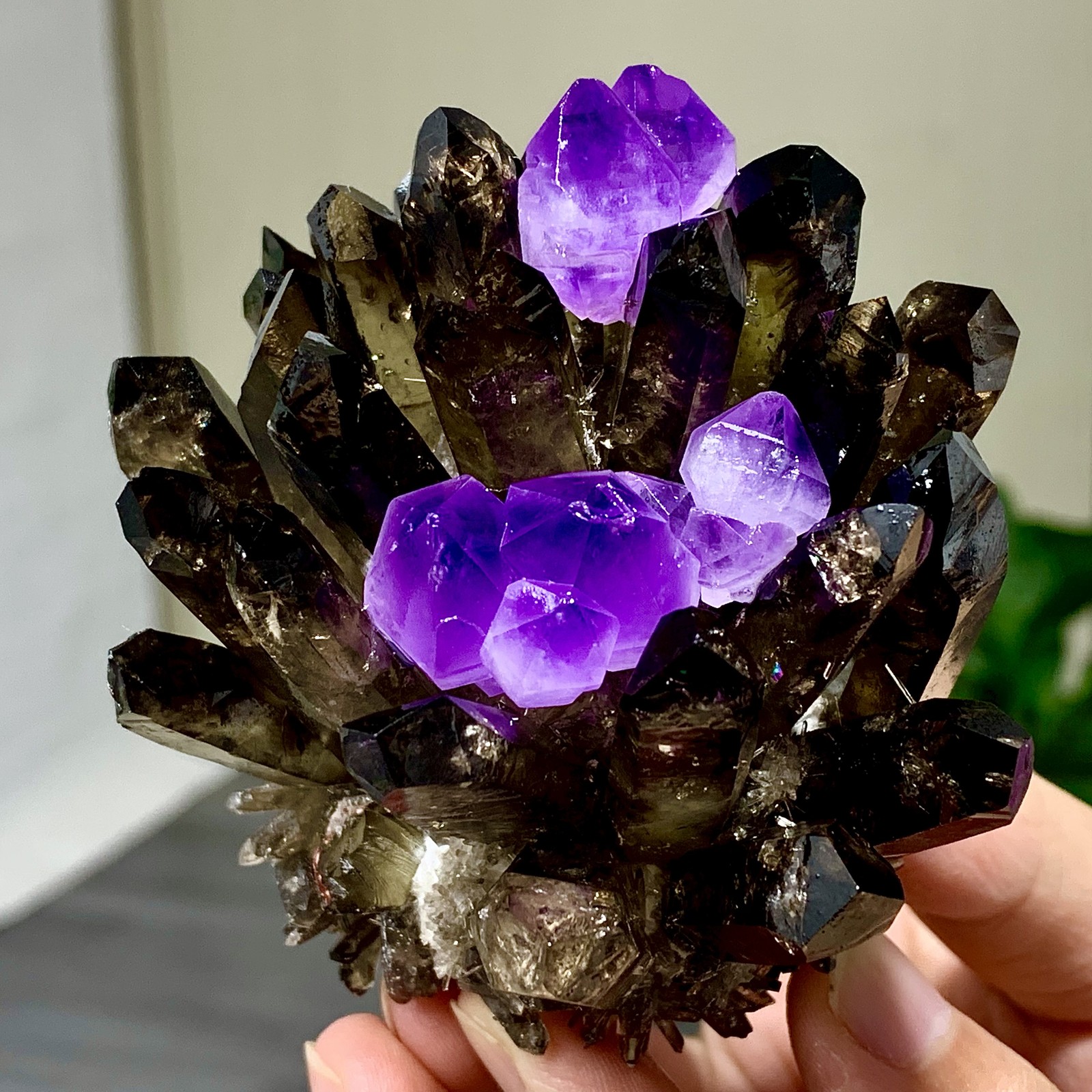 290G New Find black+purple Phantom Quartz Crystal Cluster Mineral Specimen