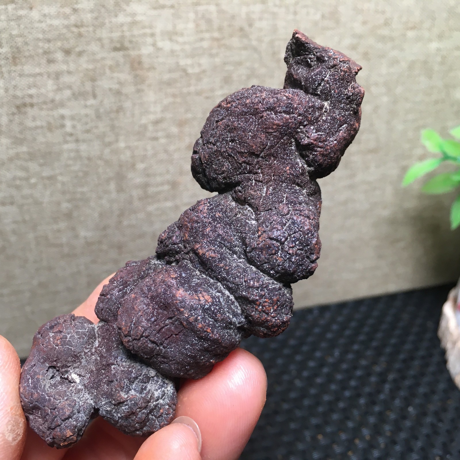 100g Natural dung coprolite Petrified Poop crystal Specimen fb1479