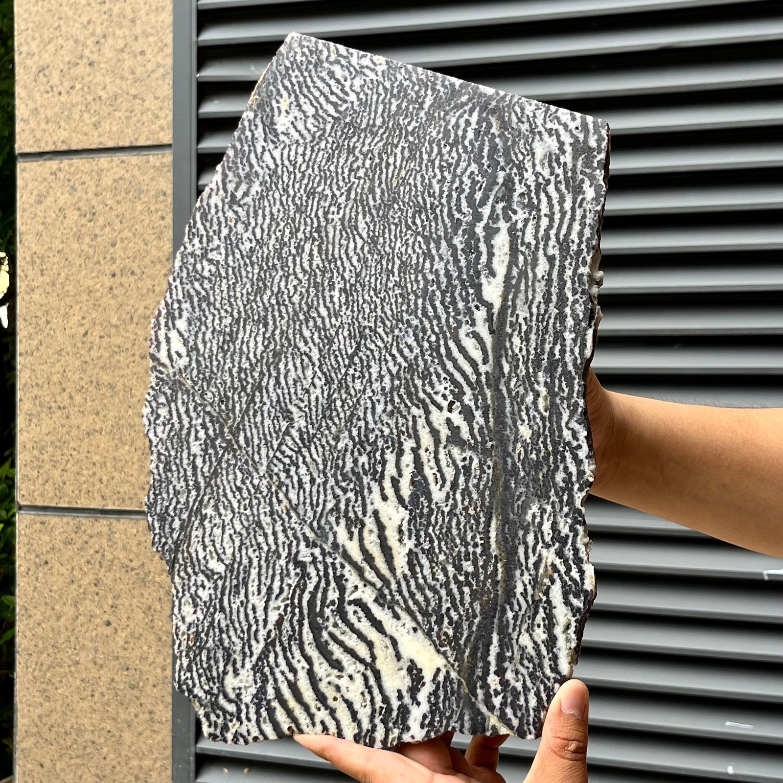 4.9 lb Natural Slice Zebra Stone Black White Stripe Crystal Mineral Specimen