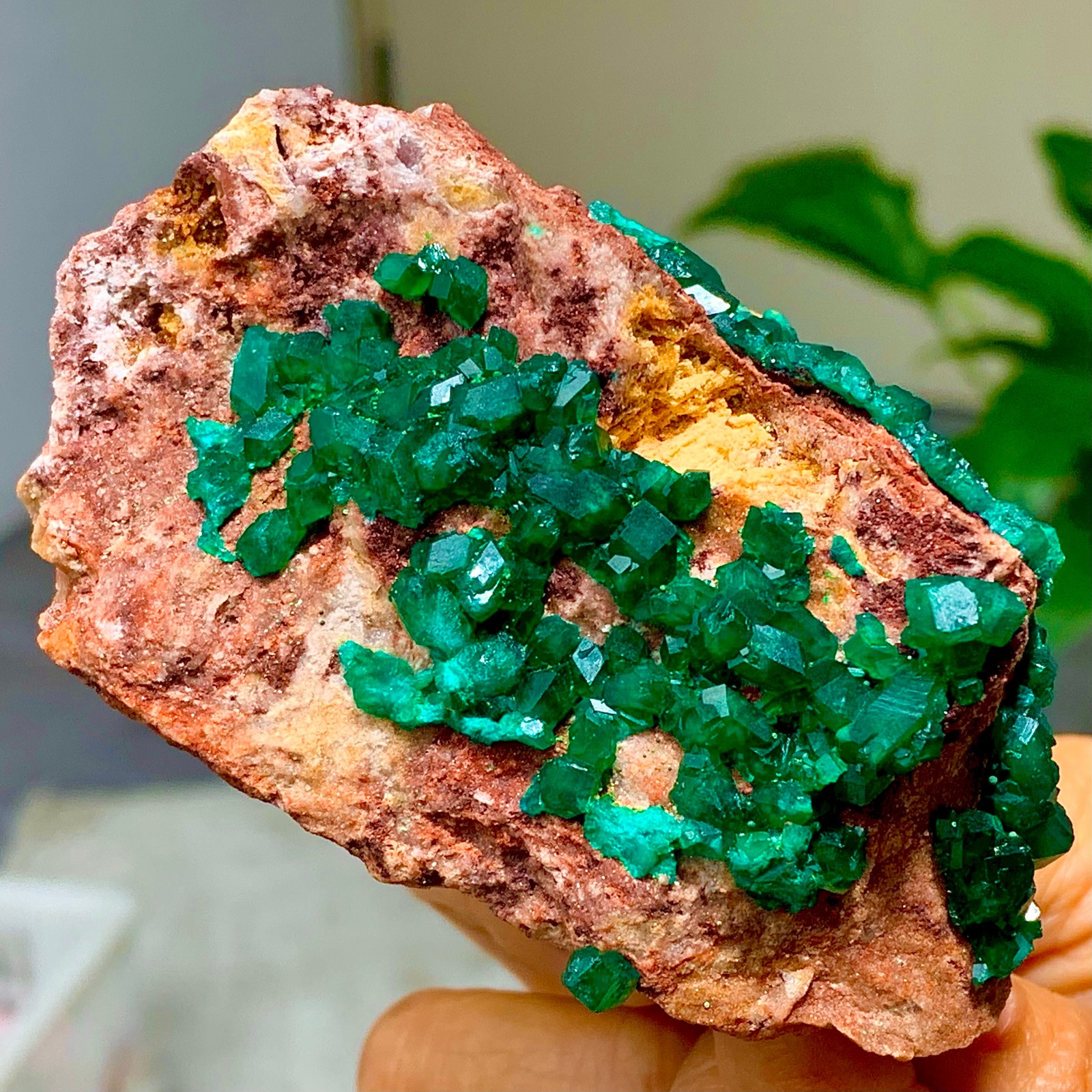 239G Natural Deep Green Grainy dioptase gemstone cluster mineral specimen