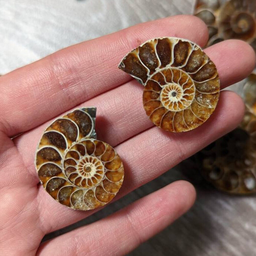 2pcs 10-20mm Half Cut Natural Ammonite Shell Fossil Specimen Madagascar Collect