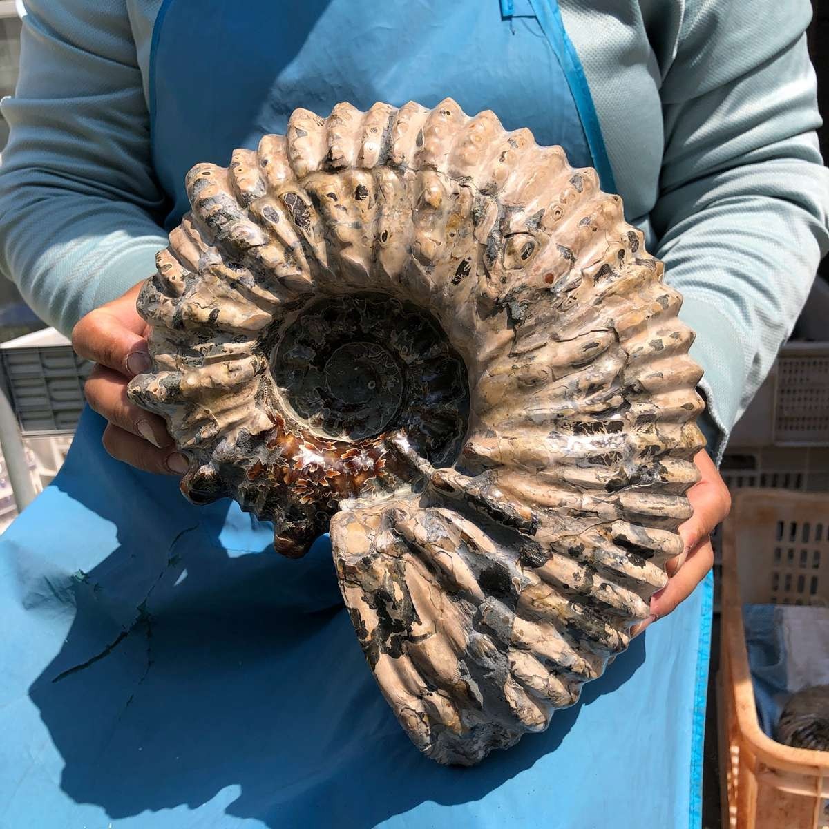 13.33LB Natural Beautiful Ammonite Fossil Conch Crystal Specimen Healing 5382