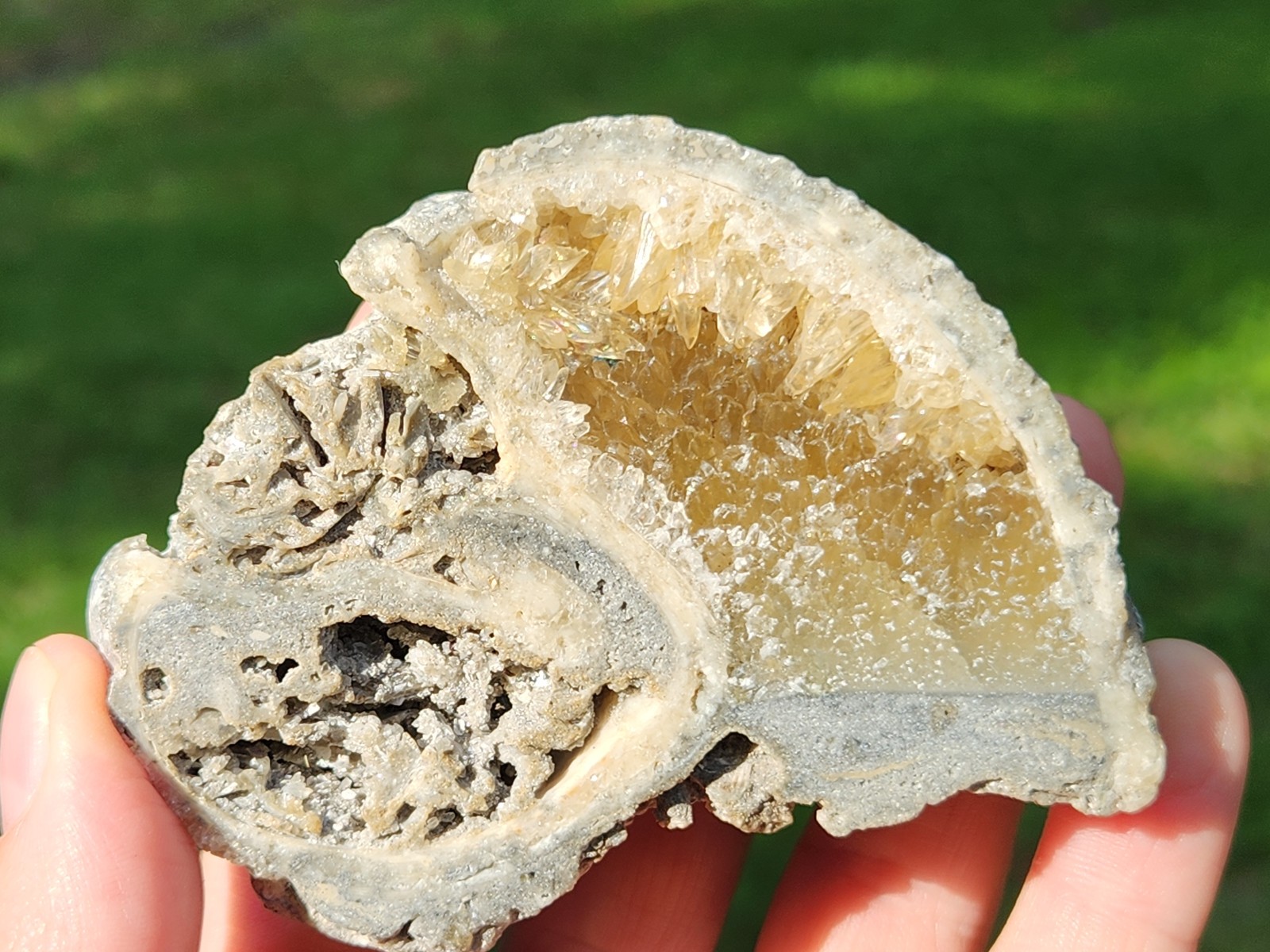 Calcite Crystal WHELK Shell Fossil Rucks Pit Florida dogtooth UV CUT POLISHED