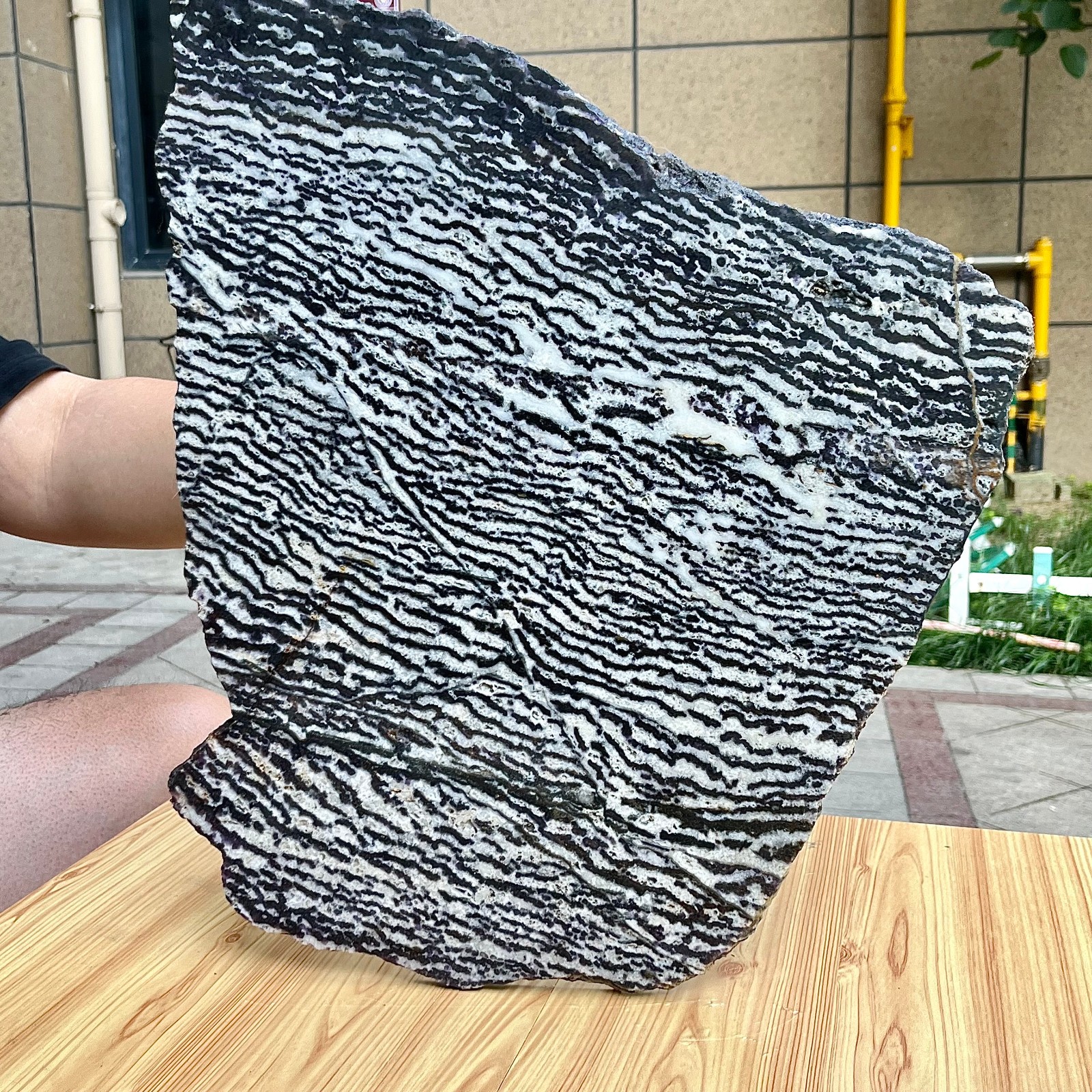 Zebra Stone Polished Slice Black White Stripe Mineral Specimen Display 9.9 lb