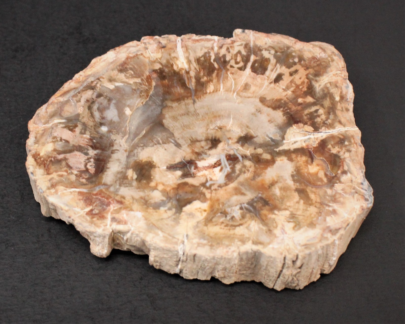 LARGE Petrified Wood Slabs 3.5 – 6″ (Fossilized Wood, Polished Petrified Wood)