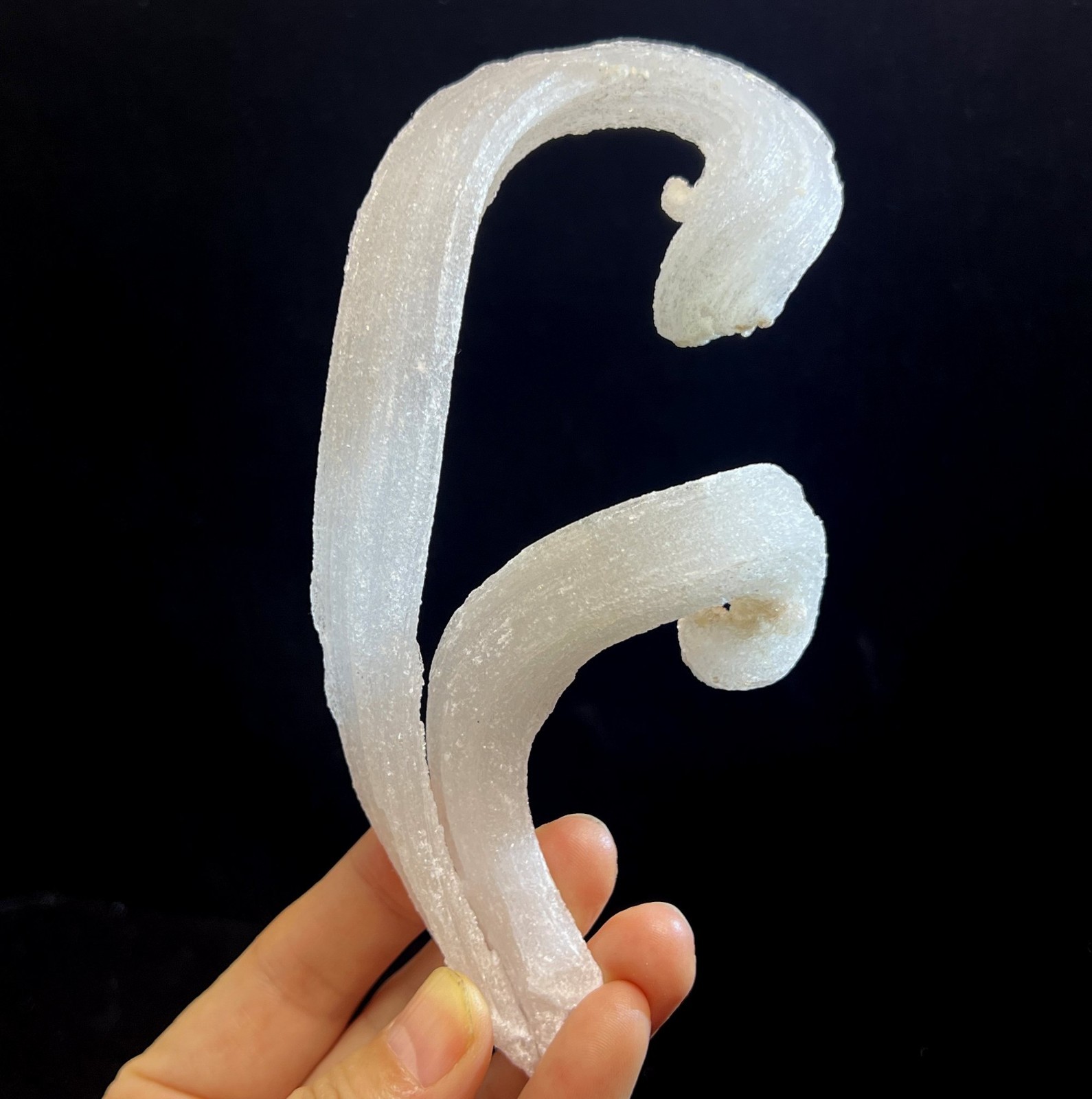 2pcs ‘Ram’s Horn’ shape Selenite (Gypsum), 150mm & 87mm,Natural Mineral Specimen