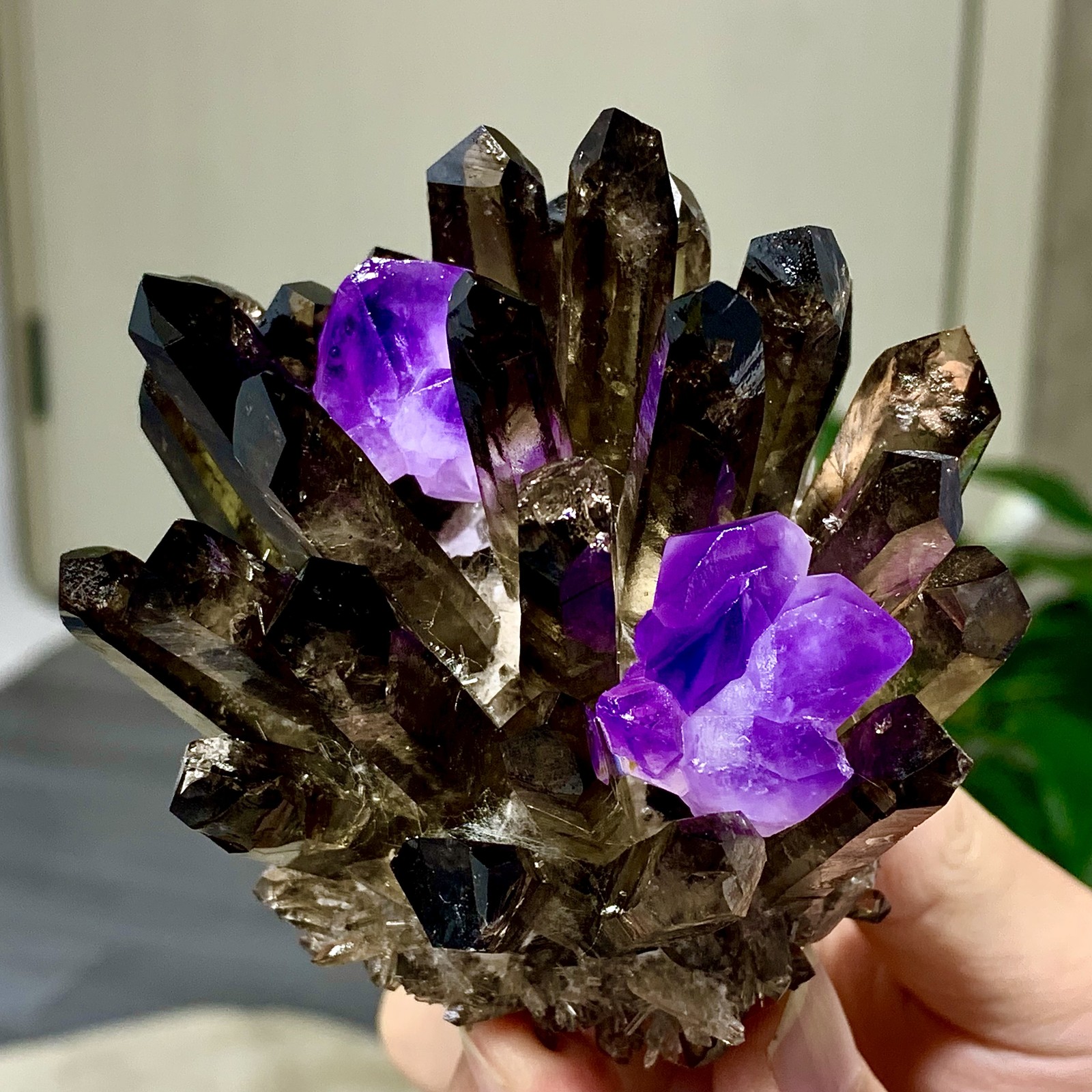 308G New Find black+purple Phantom Quartz Crystal Cluster Mineral Specimen