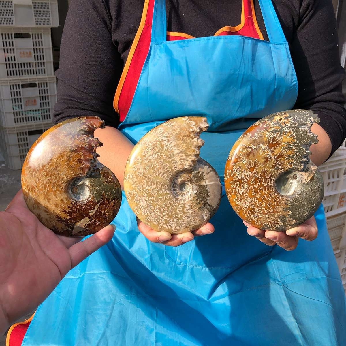 3.41LB 3PCS Natural Tentacle Ammonite Fossil Specimen Shell Healing Madagascar
