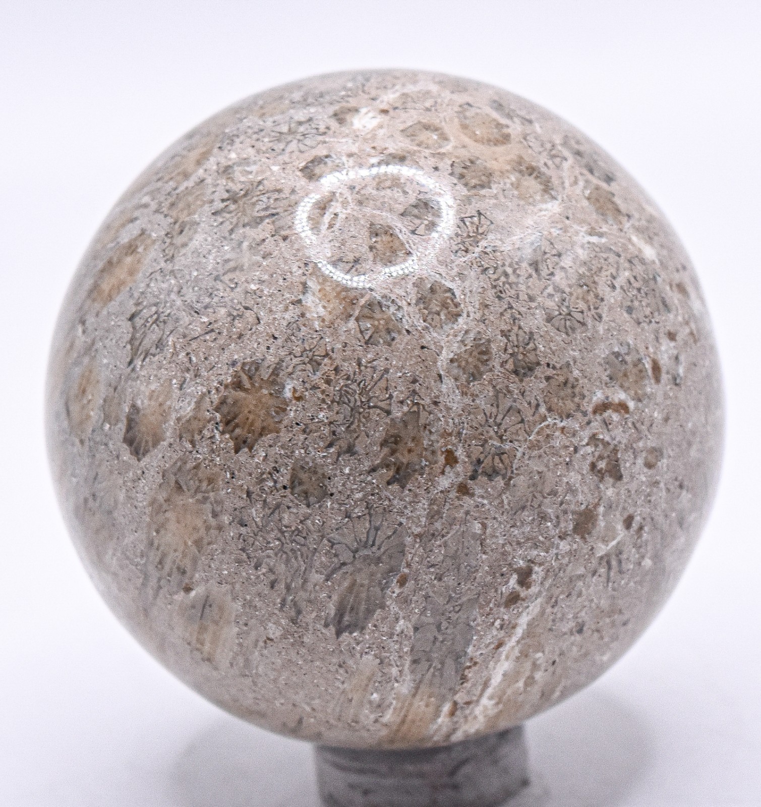 49mm 160g Fossil Coral Sphere Polished Natural Crystal Mineral Ball Philippines