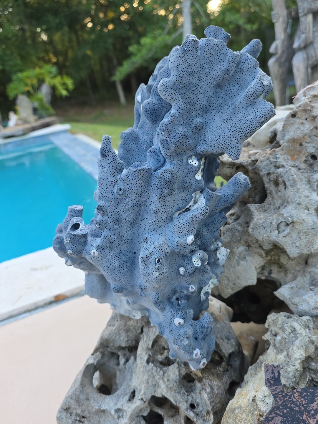 10 lb Nat Blue Coral Reef Cluster Marine Mineral Crystal Specimen Aquarium 14″
