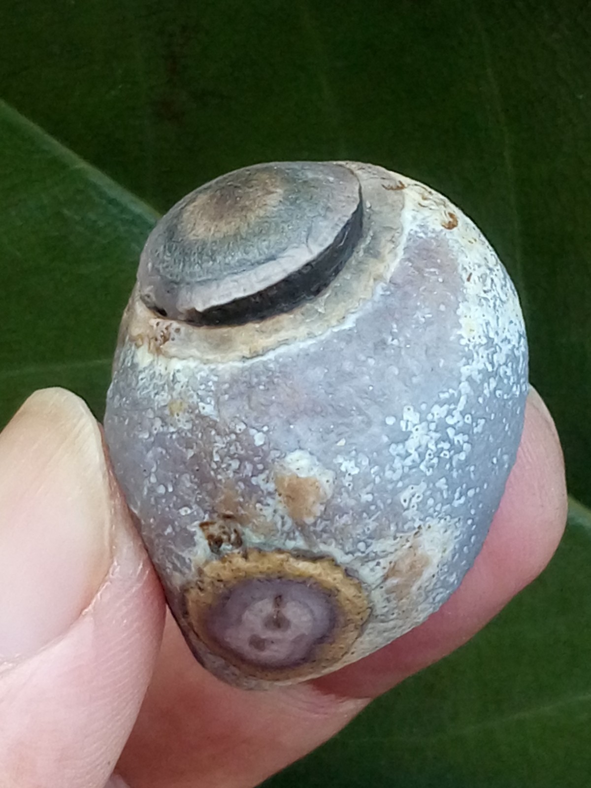32mm Beautiful Natural Gobi agate eye agate collection