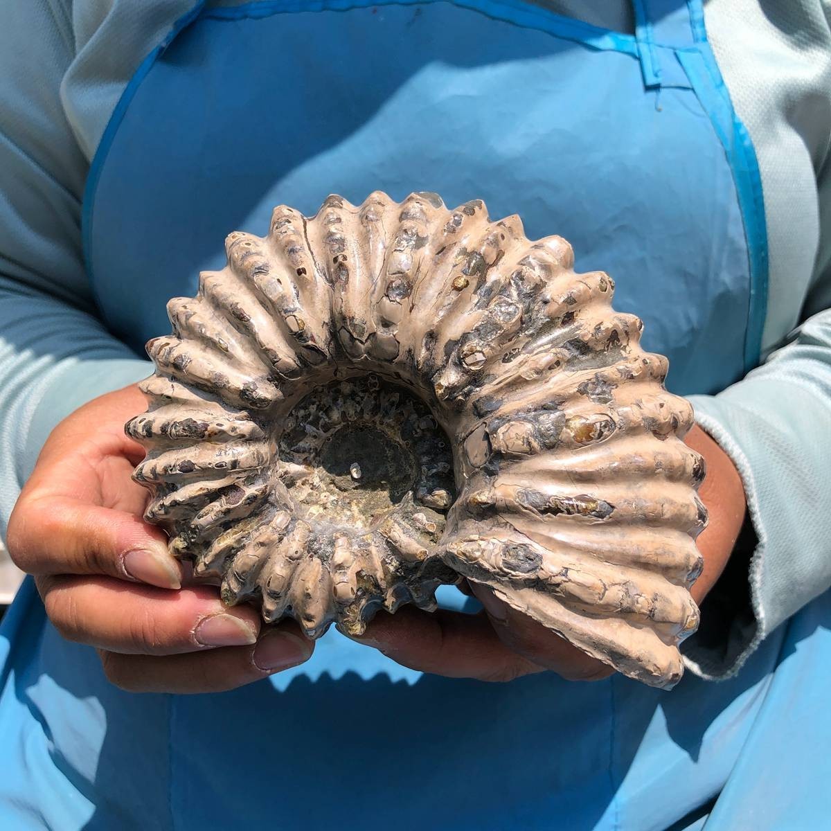 7.15LB 3pc Rare! Natural Tentacle Ammonite Specimen Healing Madagascar