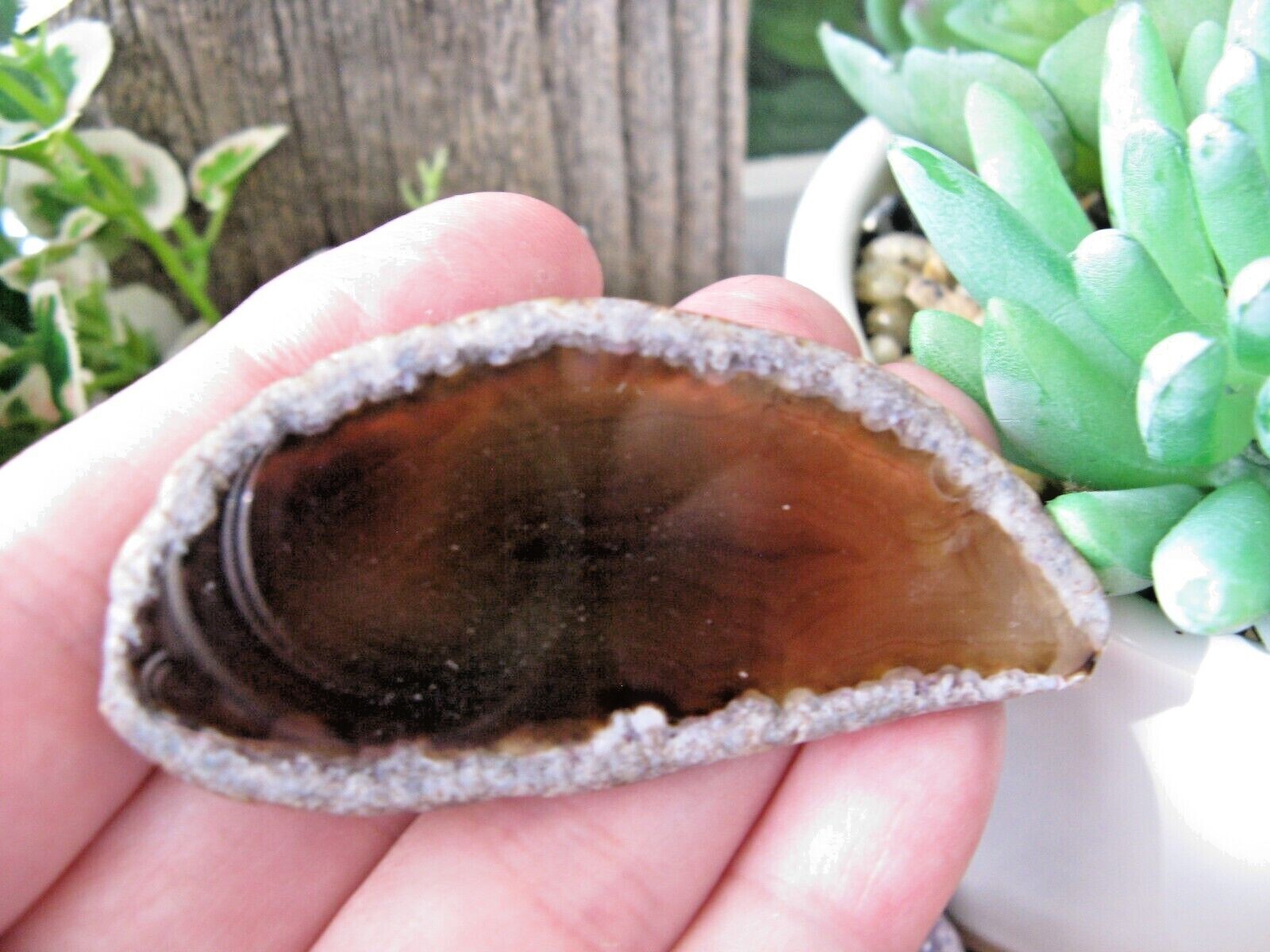 New Natural Brazilian Root Beer Brown Agate Crystal Geode Slice Fridge Magnet
