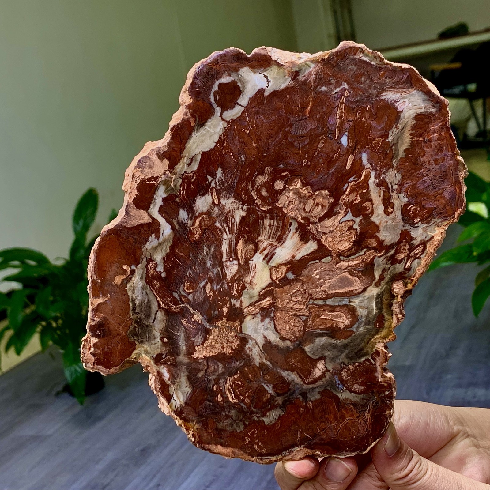 2.13LB Natural Petrified Wood Crystal Fossil Slice Shape Specimen Healing