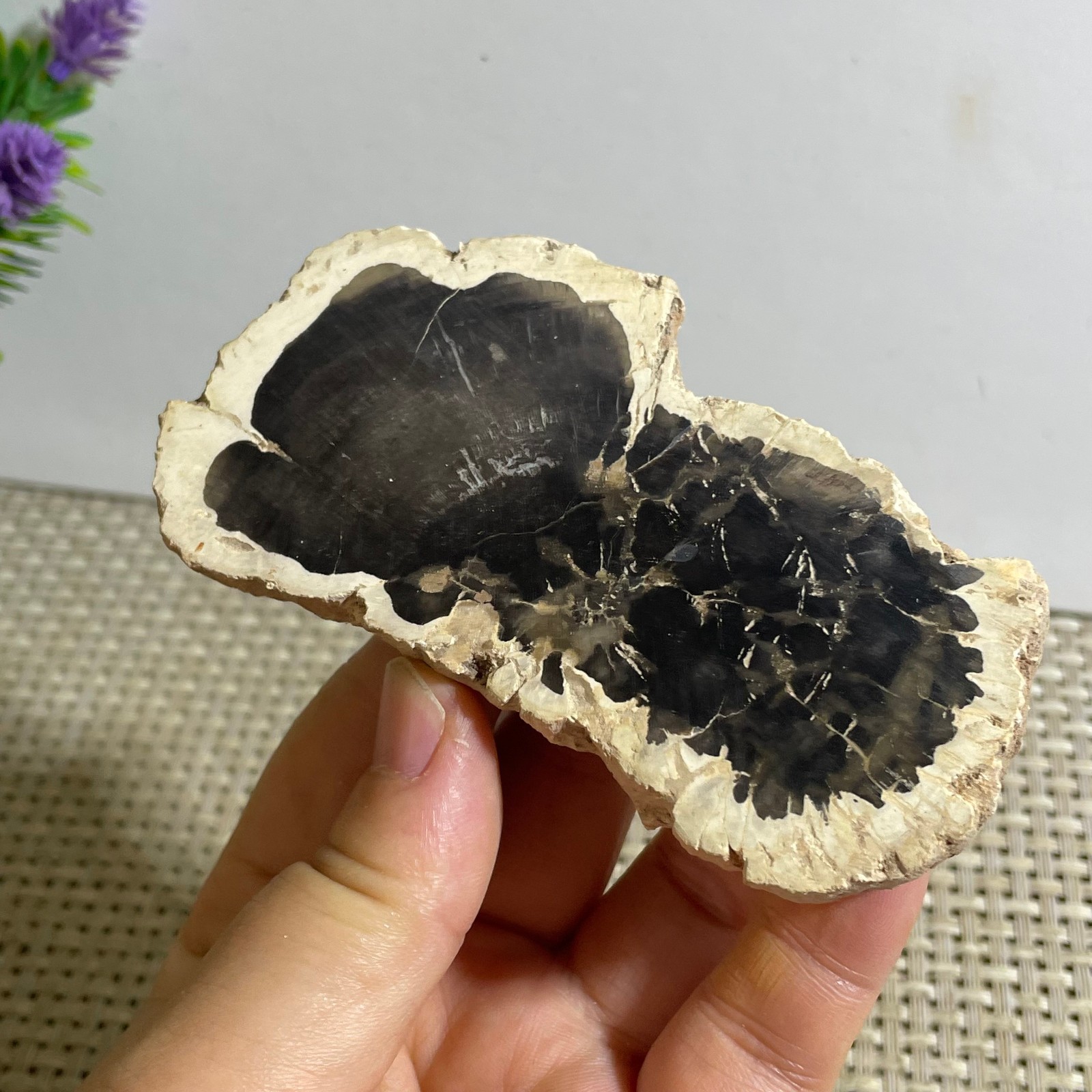 Natural Polished Petrified Wood Crystal Slice Madagascar 97g