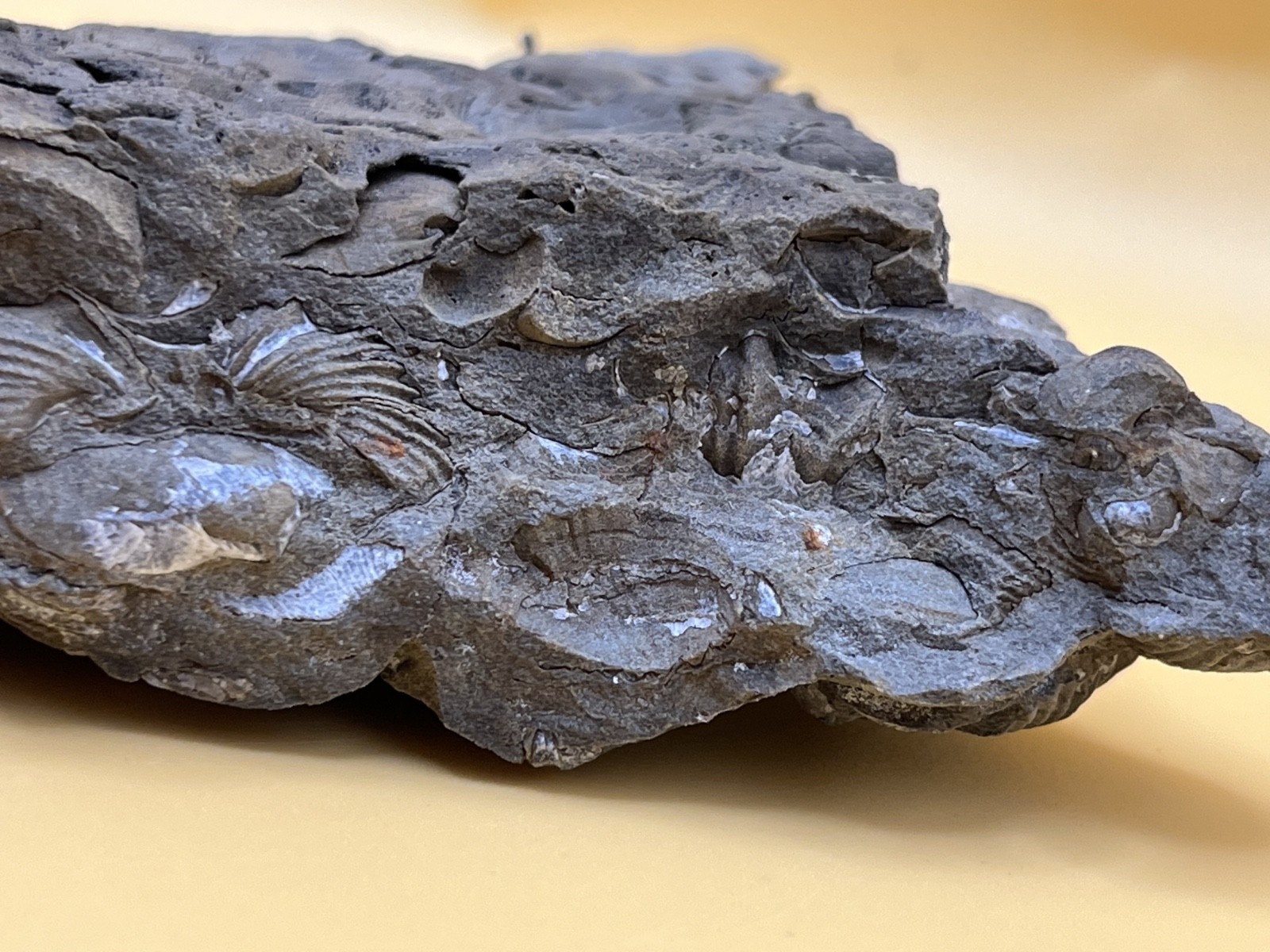 Stone with Dozens of Brachiopod/Scollop Sea Shell Fossils
