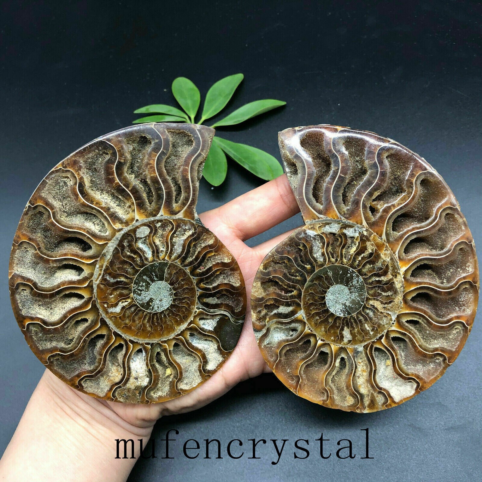 A Pair 150g+Natural Ammonite Fossil Conch quartz Crystal Specimen Reiki Healing