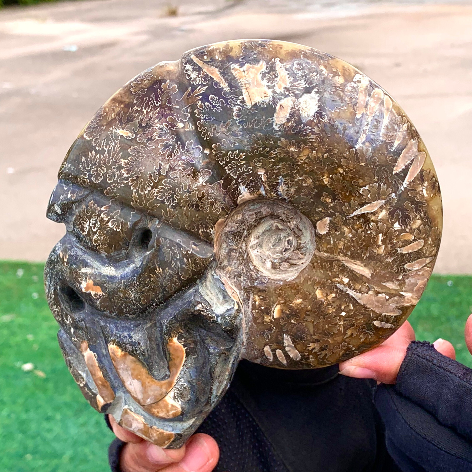 1.92LB Rare! Natural Tentacle Ammonite FossilSpecimen Shell Healing Madagascar