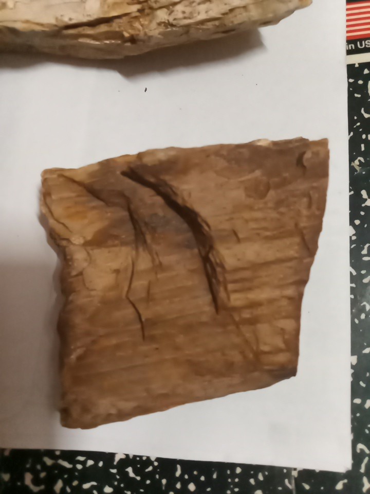 Lot Of Petrafied Wood 3 Piece Set Raw