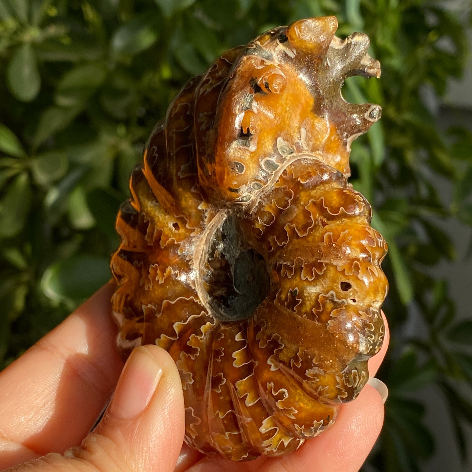 200g Top Natural Horn Screw Fossil Ammonite Conch Crystal Specimen Healing