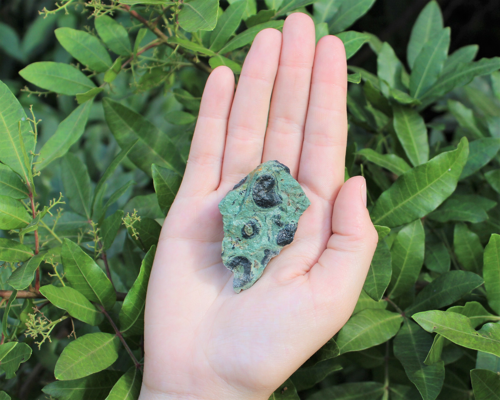 Kambaba Jasper Rough Natural Stones Bulk Wholesale Lots (Raw Crocodile Jasper)