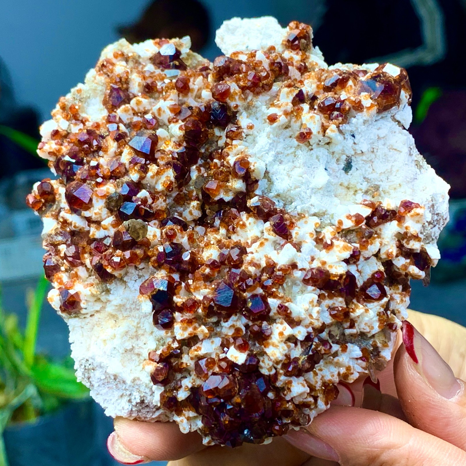 205G Natural Garnet with rock Gorgeous rough raw Crystal Mineral Specimen D32