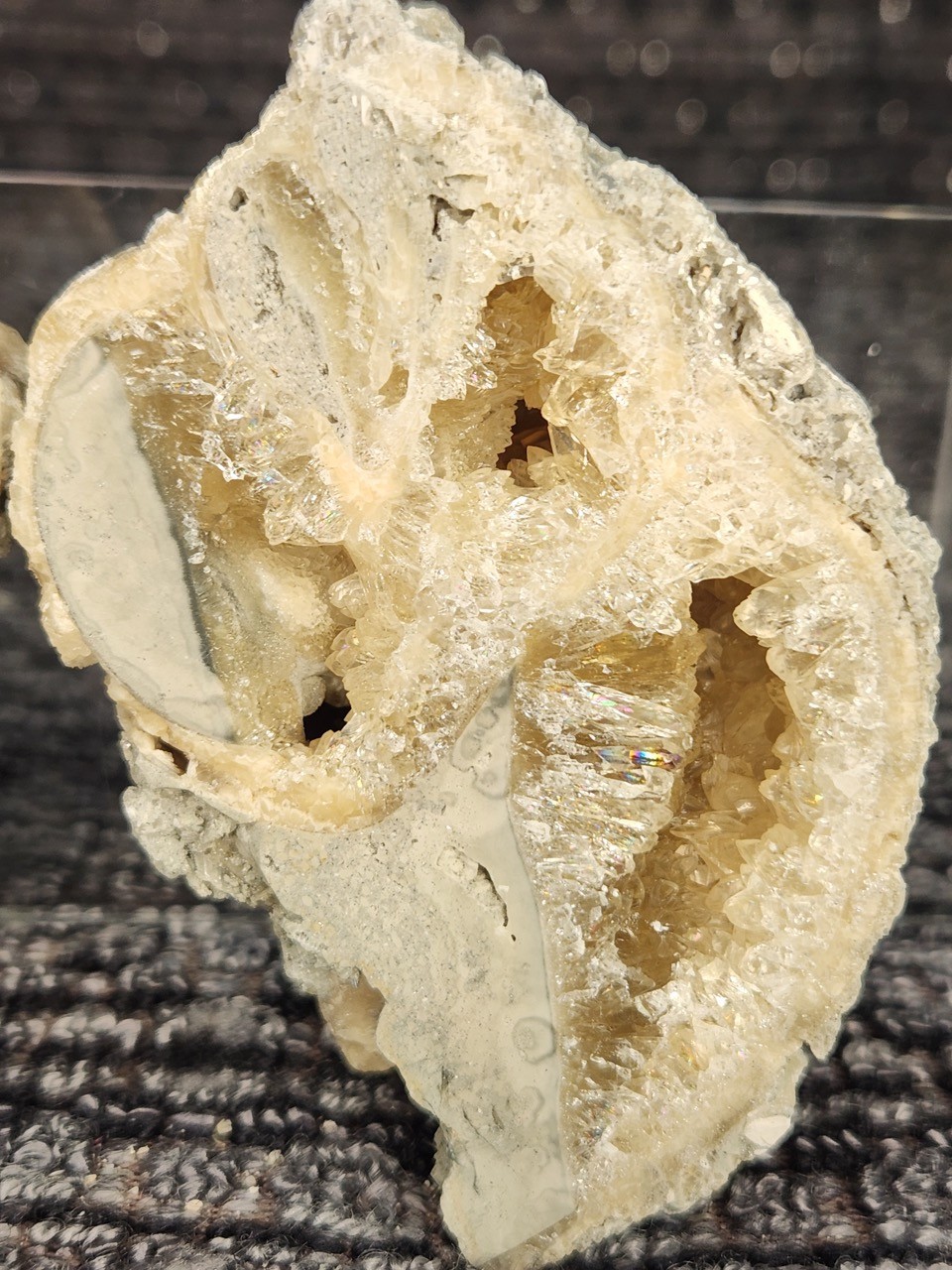 FULL Calcite CRYSTAL WHELK Shell Fossil Rucks Pit Florida dogtooth CUT POLISHED